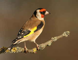 JORNADA QUINTA. NOVELA CUARTA. Decamerón, chapurriau, jilguero, cardelina, cagarnera, carduelis