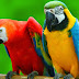 Parrots HD Wallpapers - Images Of Love Birds.