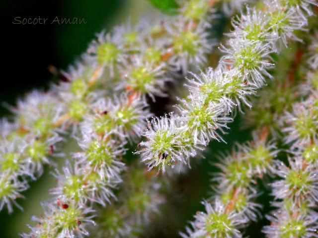 Boehmeria japonica