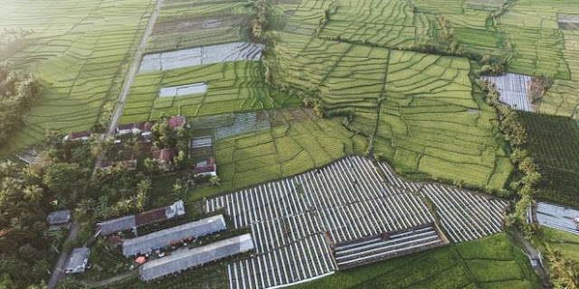 Keindahan persawahan desa Jambewangi, Kecamatan Sempu, Banyuwangi.