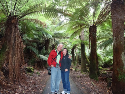 Manfern (Dicksonia antarctica)