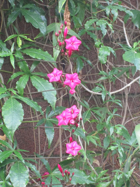 Jardin Botanico, Puerto de la Cruz Teneryfa