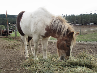 Shetland pony eating hay