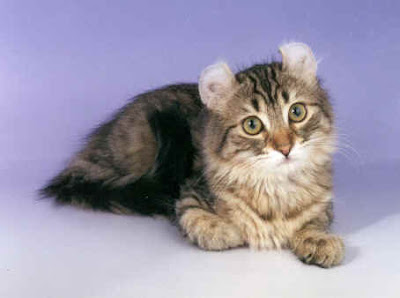 american curl cat