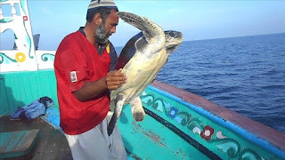 Green Sea Turtle