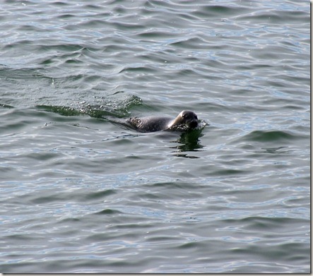 Harbor Seal, Chesapeake Bay