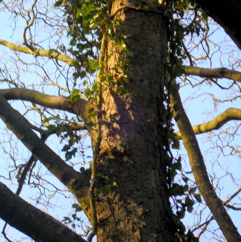 sycamore - laughton lane - follow a tree
