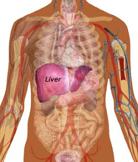 Como limpar seu fígado com 5 dicas Natural Liver-limpeza