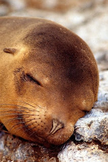 Sleeping Sea Lion iphone wallpapers