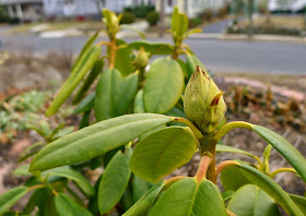 Rhododendron buds