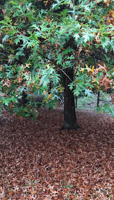 árvore com folhas verdes, amarelas e muitas folhas castanhas no chão