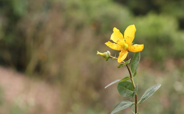 Hypericum Flowers