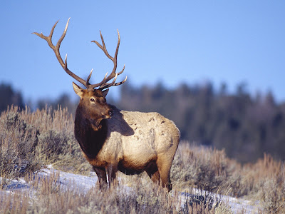 Bull Elk Desktop Background