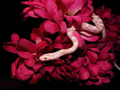 beautiful red snake image wallpaper 