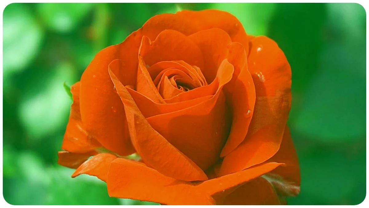 Picture of orange rose flower - Picture of orange rose flower - Download picture of orange rose flower - Picture of different colored rose flower - Rose flower - NeotericIT.com