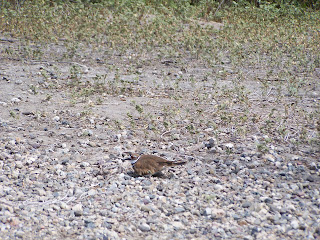 Killdeer on nest long shot at San Joaquin Wildlife Sanctuary