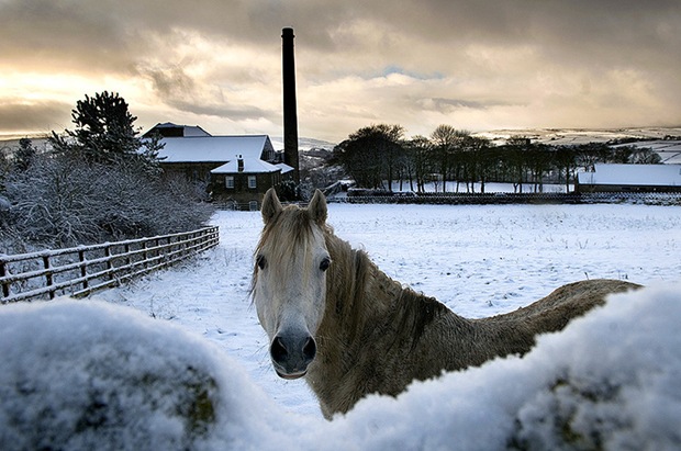 horse-in-snow