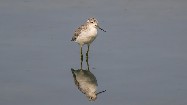 marsh sandpiper