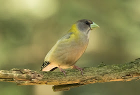 Female Evening Grosbeak - Hartwick Pines, Michigan, USA