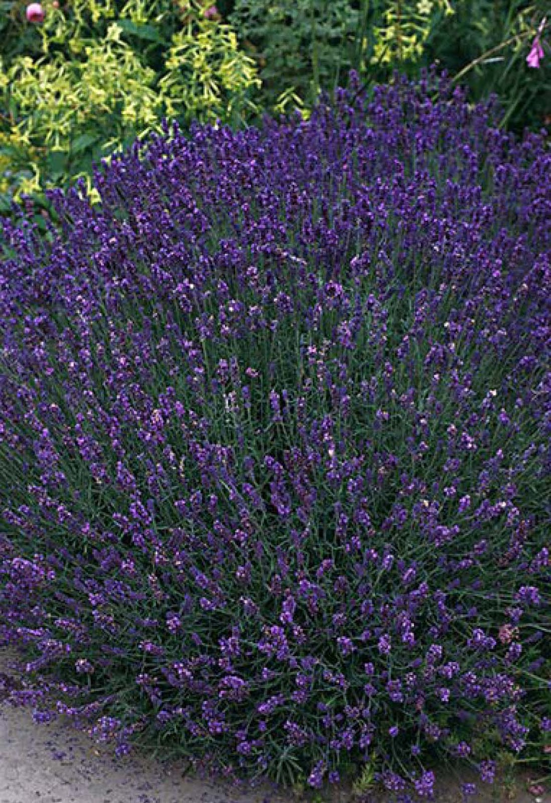 types of flowers to plant in spring English Lavender Plants | 1099 x 1600