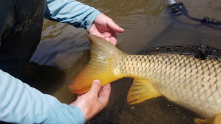 Prairie Carp Flats 2018