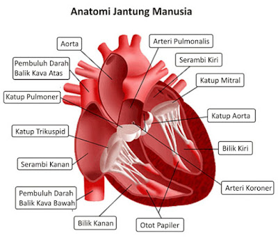 Bagian-bagian Jantung dan Fungsinya, jantung manusia  fungsi bagian jantung penjelasan tentang jantung, fungsi organ jantung, sebutkan bagian bagian jantung, fungsi bagian bagian jantung, fungsi aorta pada jantung, fungsi serambi kiri