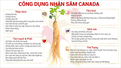 nhân sâm bắc mỹ