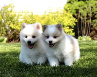 American Eskimo Dog  History American Eskimo Spitz - a breed very famous, but with a specific past. The specificity is that no one today will tell you where this breed came from. One thing is for sure - dogs belong to the family of Spitz - A nordic group of breeds, which includes animals of different sizes. For example, this is also Mysoyed, quite a large dog, and, in fact - Eskimo Spitz.  The breed gained wide popularity thanks to immigrants from Germany and Austria, who came to America with these dogs. In the U.S., they were to the taste not only of ordinary people but also of the owners of circuses and various theaters of the 19th century. The appearance of these pets and their ability to perform even complex commands, has made them the stars of many circus programs. Subsequently, these dogs began to be called American Spitz.  In 1917, the American Spitz was officially renamed and named after the American Eskimo Spitz. By the way, as well as the origin of the breed, the origin of the name with reference to the Eskimos also no one will explain to you. The American Eskimo Spitz Dog Club was founded in 1985, and in 1995 the American Kennel Club recognized the breed in the non-Sporting group.   Characteristics of the breed popularity                                           05/10  training                                                10/10  size                                                        04/10  mind                                                     08/10  protection                                          09/10  Relationships with children         05/10  dexterity                                            07/10     Breed information country  United States  lifetime  13-15 years old  height  Males: 22.9-48.3 cm Suki: 22.9-48.3 cm  weight  Males: 8.2-16 kg Suki: 8.2-16 kg  Longwool  Long  Color  White  price  600 - 4500 $  Description The Breed of Eskimo Spitz is a small dog, with stunning wool pure white, like snow, colors. The coat has a soft, heavy texture, which makes the dog resembles a small polar bear. Ears are straight, pointed medium length, but because of the abundance of wool visually they seem small. Paws are short, the body is compact, muscular, the tail is curved, fluffy, the muzzle elongated, reminiscent of the cast.     Personality One of its main characteristics is the extraordinary intelligence of these little dogs, for which they have won the title of one of the most intelligent breeds in the world. Your developing thoughts are related to the depth of your personality and the ability to make independent judgments and have your own views about circumstances.  Therefore, do not be surprised if your dog will try to prevent a family quarrel, and will do it in an extremely nice and peace-loving way. Which one - she will decide for herself. It's not for nothing that she has her own opinion on everything.  The American Eskimo Dog also has a huge inner charm, combined with the charm of the outside. Most people fall in love with them at first sight, and those who do not fall in love at first, do it with a second look. In any case, it is impossible to remain indifferent to this dog.  They can easily memorize complex commands, perfectly understand the desires of the owner and the rules of behavior in the house, however, in any case, do not try to behave aggressively or use unfair methods of education. This you will only set the dog against itself, and break her psyche so, and not reveal her personality completely.  Eskimo Spitz loves various games, needs intellectual and physical activity, loves a walk, and the society of his loved ones. Despite their internal independence, it is very kind, sympathetic, and affectionate dogs that appreciate attention and give it doubly. It fits perfectly as a dog companion.  Sometimes the Eskimo spitz is even too active, but not destructive, but rather foolish and crave exuberant fun. Children are treated well. By the way - these dogs are very talkative. They have a wide variety of vocal variations with which they seek to express the full range of their rich inner world.     Teaching The ability to quickly understand the desires and words of the owner combined with innate good-naturedness and gentleness make these dogs almost ideal in terms of education. They just get results, and you can be taught to perform not only basic commands but also more complex. The Eskimo Spitz has a good memory, for example, can memorize and distinguish items that should be brought. That is, he can remember what slippers and bags, and what is the difference between them.  Since these are good-natured and intelligent animals, they should also be treated like a good friend. Austerity is necessary only in some everyday situations, but training is important permanence and perseverance, with the promotion of dog success. After all, this breed and today show the wonders of ingenuity in the circus.     Care The American Eskimo Spitz has a voluminous coat, which must be brushed at least once a week. You should bathe the dog once or twice a week, if necessary, prune the claws, and make sure that the ears, and eyes of the animal, were clean, removing the sediment.     Common Diseases The breed of Eskimo Spitz belongs to the potentially healthy, and does not suffer from any complex hereditary diseases, with a few exceptions, namely:  hip dysplasia; Legg-Calve-Perthes disease - also concerns the hip; progressive retinal atrophy; juvenile cataracts - concerns relatively young (up to six years) Eskimo Spitz. It is considered a hereditary disease.    ·    But, these cases are all rare, and if the owner provides good content and quality nutrition, he in 99% of cases can not worry about visiting the veterinarian.