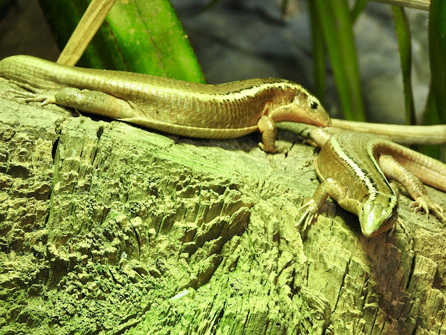 Madagascar Girdled Lizard