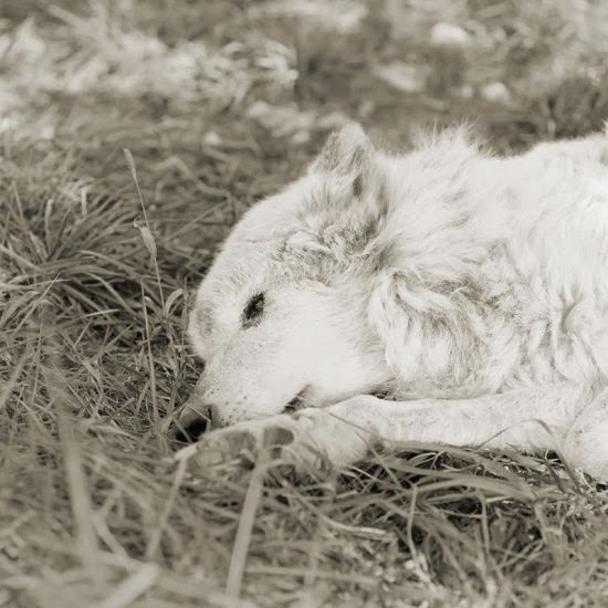 Isa Leshko photography black and white elderly animals melancholic