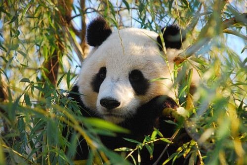 panda-bear-12