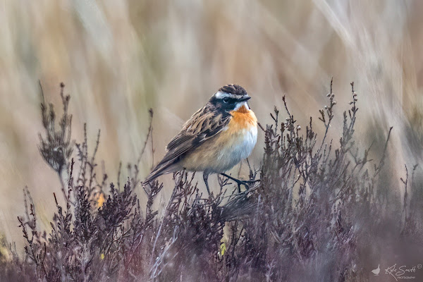 Whinchat