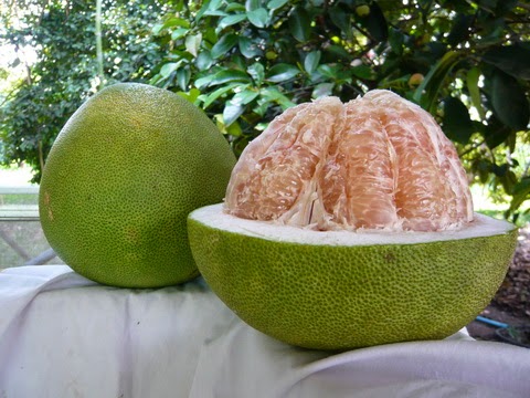  Gambar Buah Jeruk Bali  Segar Aku Buah  Sehat