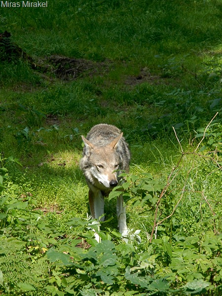 _DSC0372v
