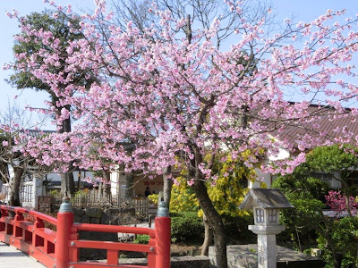  鶴岡八幡宮の春と桜