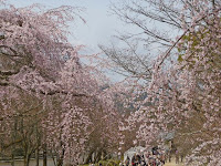 仁王門からみるしだれ桜。