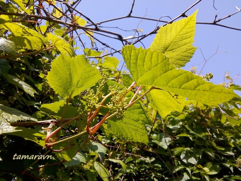 Виноград амурский (Vitis amurensis)