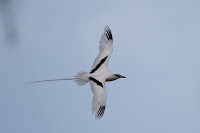 White-tailed Tropicbird in flight, top view – Midway Atoll, USA – Dec. 2012 – photo by Bettina Arrigoni