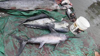Провинция Манаби вблизи рыбного рынка в Манте