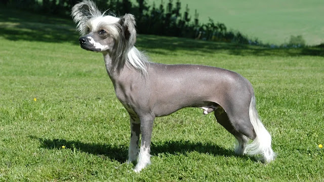 Chinese Crested