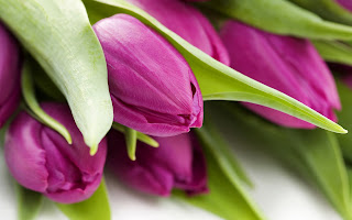 Purple Tulips wallpaper