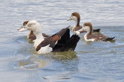 Radjah Shelduck