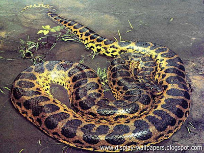 Great-Anaconda-Snake-Wallpapers-5