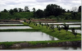 lokasi kolam ikan patin