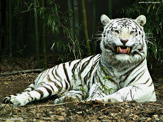 White Tiger Wallpapers - Beautiful Tiger Desktop Wallpapers