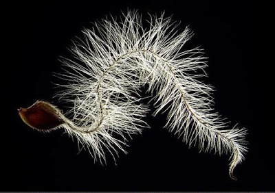 Clematis seed