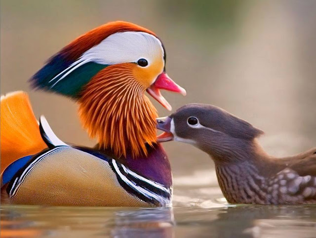 Mandarin duck - Pato mandarín