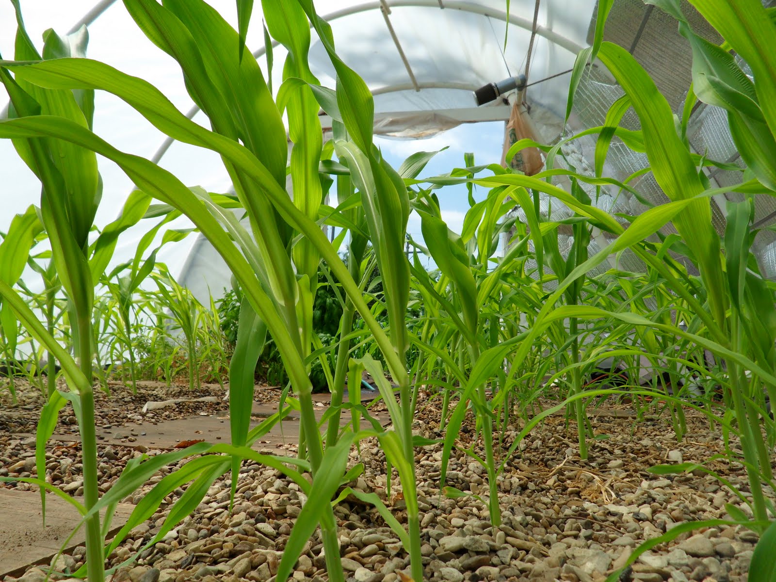 GreenFin Gardens: Aquaponics Corn update