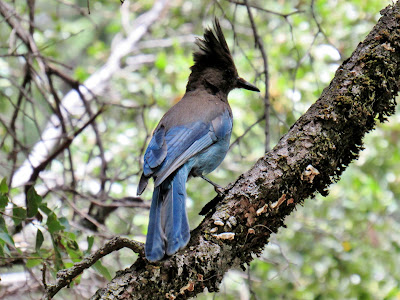 200以上 native american blue jay feather meaning 235256