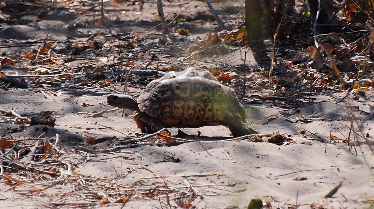 Stigmochelys pardalis